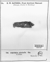 Nectria chlorinella image